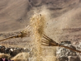 IMG 2396 : Ladakh