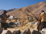 IMG 2423 : Ladakh