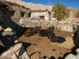 IMG 2433 : Ladakh