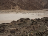 IMG 8901 : Ladakh
