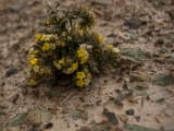 IMG 8908 : Ladakh