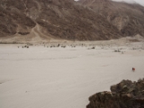 IMG 8910 : Ladakh