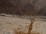 IMG 8946 : Ladakh