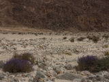 IMG 8947 : Ladakh