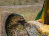 IMG 9028 : Ladakh