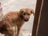 IMG 9058 : Ladakh