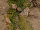IMG 9062 : Ladakh