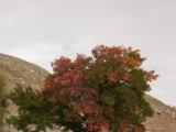 IMG 9147 : Indien, Ladakh, Nubra Valley