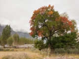 IMG 9157 : Indien, Ladakh, Nubra Valley