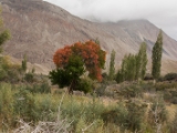 IMG 9169 : Indien, Ladakh, Nubra Valley