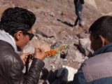 IMG 9239 : Indien, Ladakh, Nubra Valley