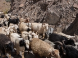IMG 9286 : Indien, Ladakh, Nubra Valley