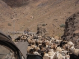 IMG 9288 : Indien, Ladakh, Nubra Valley