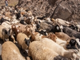IMG 9291 : Indien, Ladakh, Nubra Valley