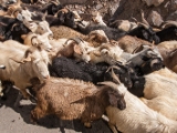 IMG 9292 : Indien, Ladakh, Nubra Valley