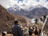 IMG 9294 : Indien, Ladakh, Nubra Valley