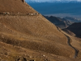 IMG 9972 : Indien, Ladakh, Nubra Valley