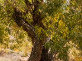 IMG 0382 : Ladakh