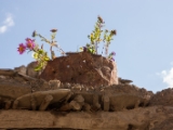 IMG 1153 : Ladakh