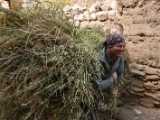IMG 1181 : Ladakh