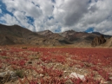 IMG 1302 : Ladakh