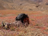 IMG 1328 : Ladakh