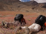IMG 1329 : Ladakh