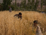 IMG 1510 : Ladakh