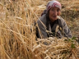 IMG 1527 : Ladakh