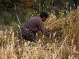 IMG 1531 : Ladakh
