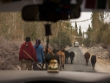 IMG 8817 : Ladakh