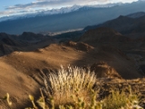 IMG 4767 : Indien, Ladakh, Nubra Valley