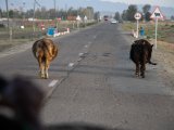 20190831-IMG 0409 : 2019, Mongolei, Mongolia