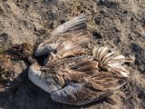 20190901-IMG 0461 : 2019, Mongolei, Mongolia