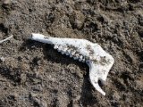 20190901-IMG 0474 : 2019, Mongolei, Mongolia