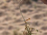 20190901-IMG 0479 : 2019, Mongolei, Mongolia
