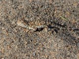 20190901-IMG 0484 : 2019, Mongolei, Mongolia