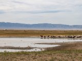 20190901-IMG 0491 : 2019, Mongolei, Mongolia