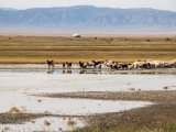 20190901-IMG 0492 : 2019, Mongolei, Mongolia
