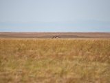 20190901-IMG 0553 : 2019, Mongolei, Mongolia