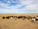 20190901-IMG 0571 : 2019, Mongolei, Mongolia
