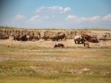 20190901-IMG 0578 : 2019, Mongolei, Mongolia