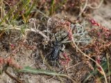 20190901-IMG 0600 : 2019, Mongolei, Mongolia