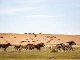 20190901-IMG 0618 : 2019, Mongolei, Mongolia