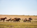 20190901-IMG 0619 : 2019, Mongolei, Mongolia