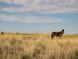 20190902-IMG 0694 : 2019, Mongolei, Mongolia