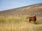 20190902-IMG 0696 : 2019, Mongolei, Mongolia