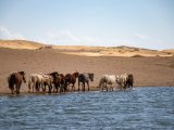 20190902-IMG 0721 : 2019, Mongolei, Mongolia