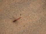 20190902-IMG 0737 : 2019, Mongolei, Mongolia
