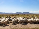 20190903-IMG 0835 : 2019, Mongolei, Mongolia